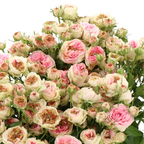 ROSE SPRAY SPARKLING YO-YO