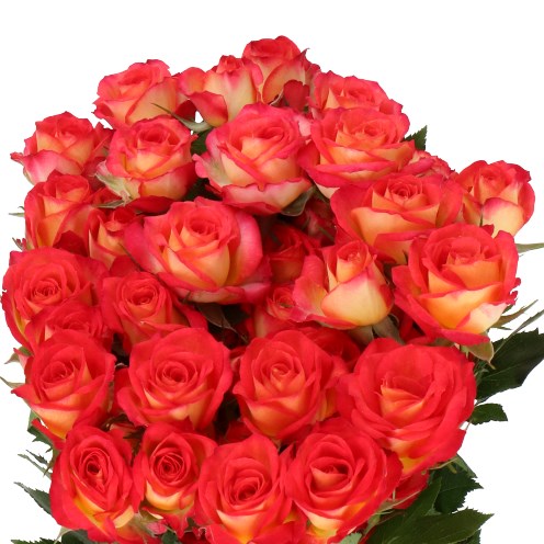 ROSE SPRAY SUMMER DANCE
