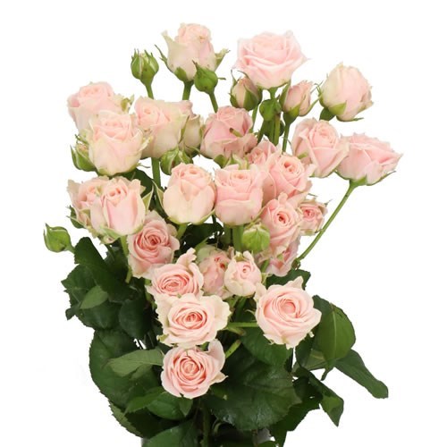 ROSE SPRAY SWEET 4 TUNE (SMALL HEADS)