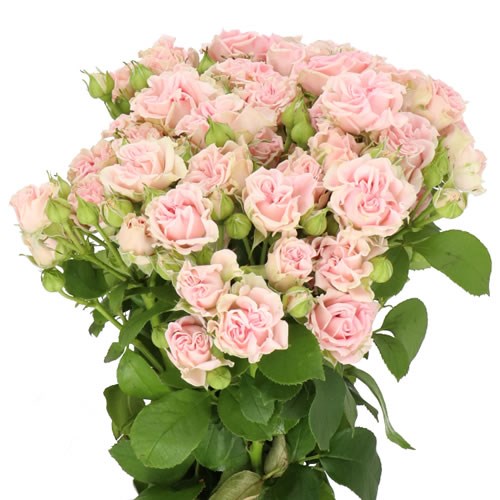 ROSE SPRAY SWEET FLOW