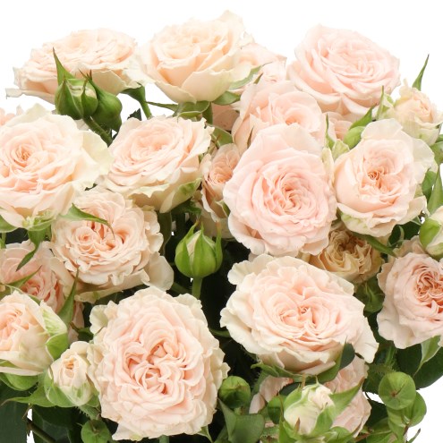 ROSE SPRAY SWEET ILSE