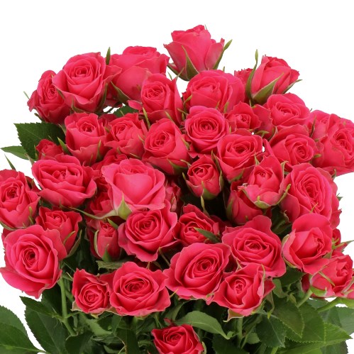 ROSE SPRAY SYLVANA (SMALL HEADS)