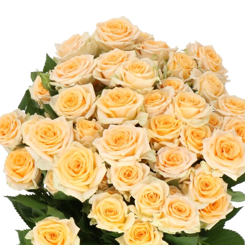 ROSE SPRAY TRINITY