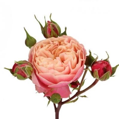 ROSE SPRAY VICTORIAN CLASSIC