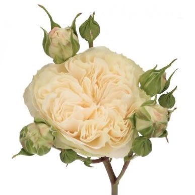 ROSE SPRAY VICTORIAN WEDDING