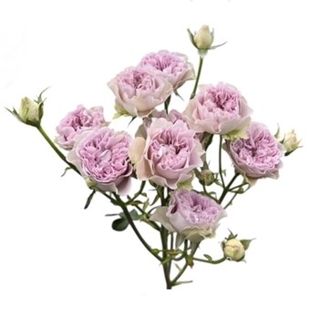 ROSE SPRAY VILLA LILAC
