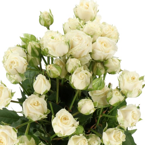 ROSE SPRAY WHITE BALLOONS
