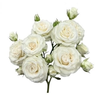 ROSE SPRAY WHITE KISS