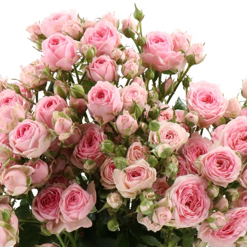 ROSE SPRAY YVETTE