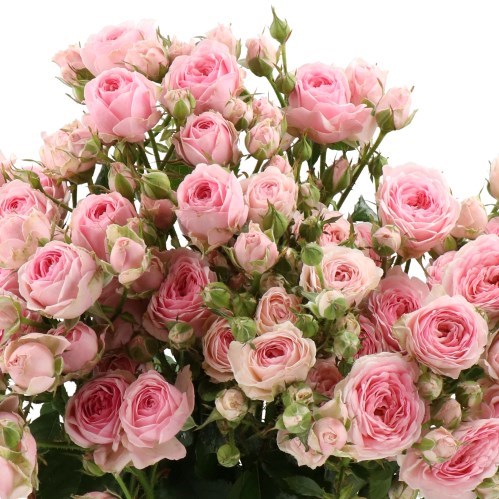 ROSE SPRAY YVETTE