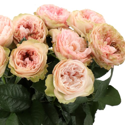 ROSE SPRINGFIE PARK