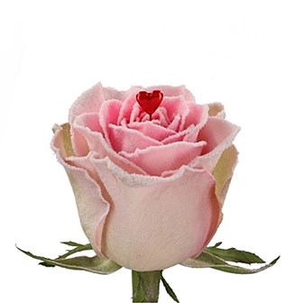 ROSE SUGAR COATED VALENTINES
