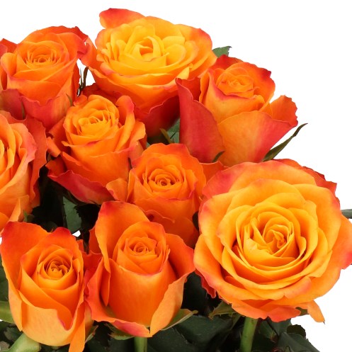 ROSE SUNFLARE