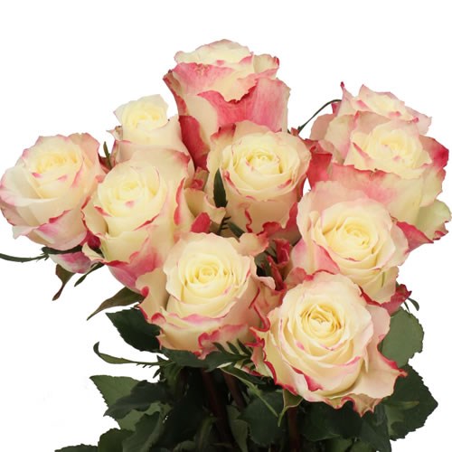 ROSE SWEET HORIZON