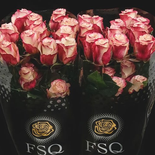 ROSE SWEETNESS (ECUADOR LARGE HEADS)