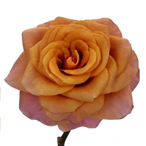 ROSE SYMBOL