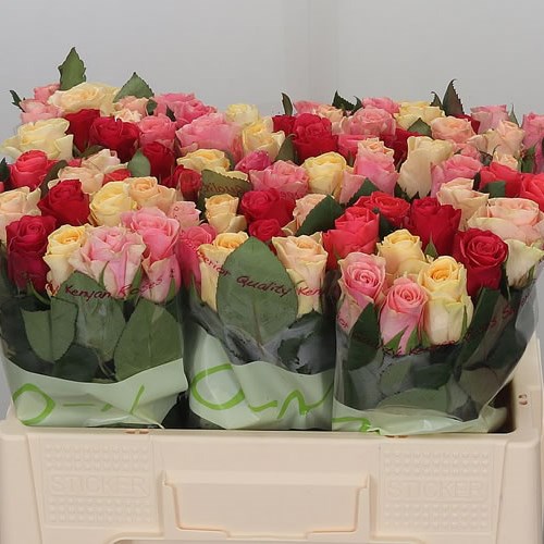 ROSE TACAZZI MIX