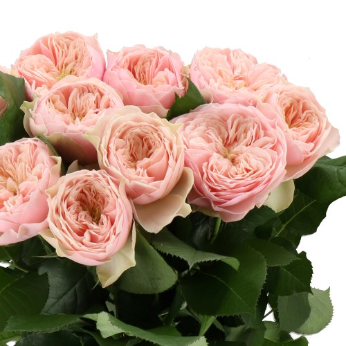 ROSE TENDER LOVE