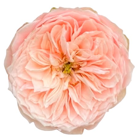 ROSE TENDER LOVE