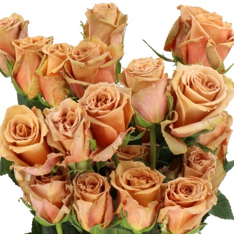 ROSE TOFFEE (ECUADOR LARGE HEADS)