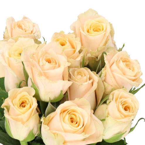 ROSE TOP FAIR