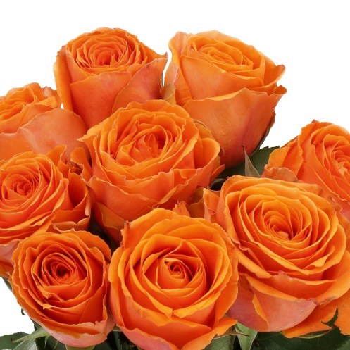 ROSE TROPICAL HORIZON (SMALL HEADS)