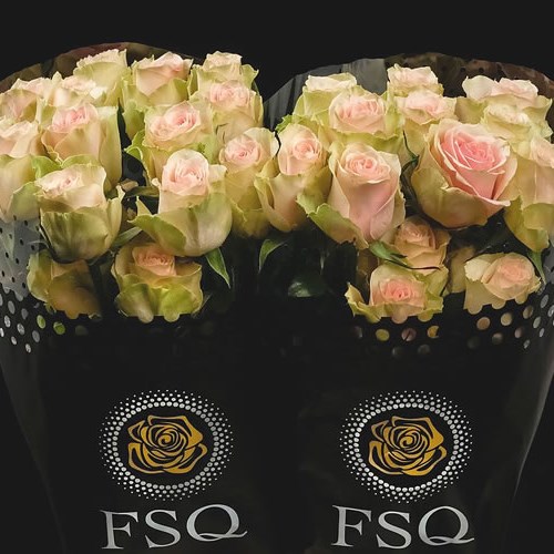 ROSE TUTTI FRUTTI (ECUADOR LARGE HEADS)