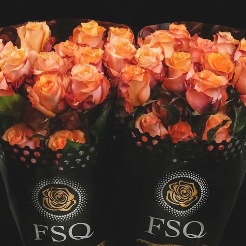 ROSE TWILIGHT (ECUADOR LARGE HEADS)