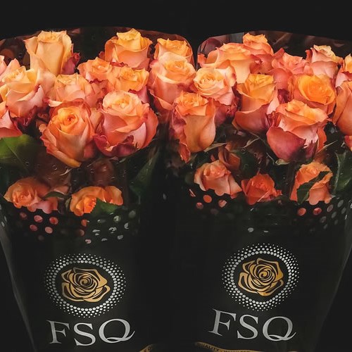 ROSE TWILIGHT (ECUADOR LARGE HEADS)