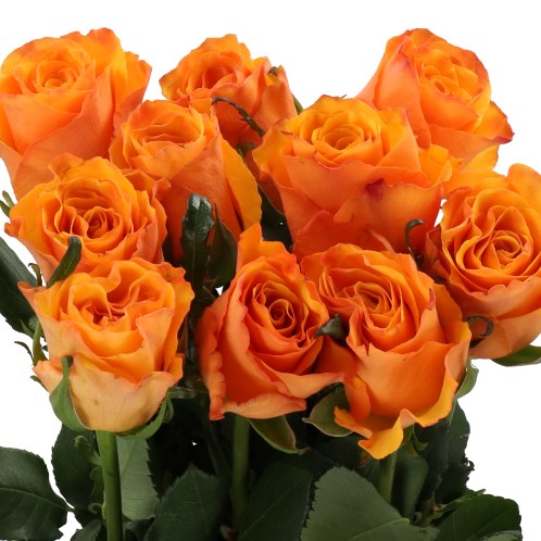 ROSE TYCOON
