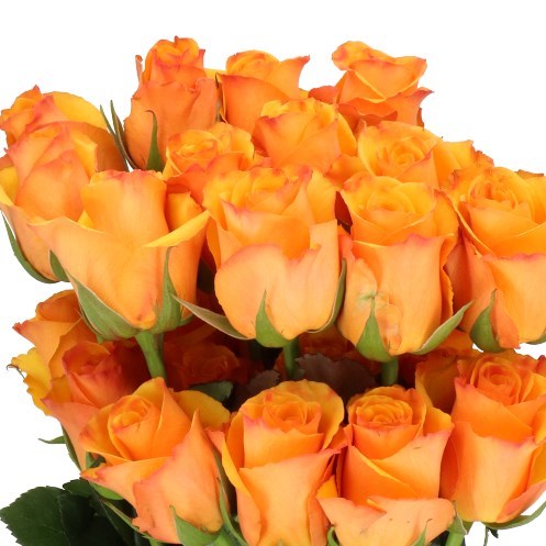 ROSE TYCOON (ECUADOR LARGE HEADS)