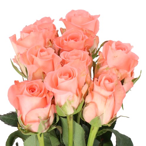 ROSE UNICORN 60cm Wholesale Dutch Flowers Florist Supplies UK