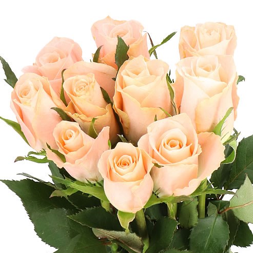 ROSE VALERIE