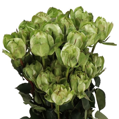 ROSE VEGGIE (ECUADOR)