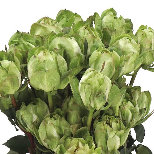 ROSE VEGGIE (ECUADOR LARGE HEADS)
