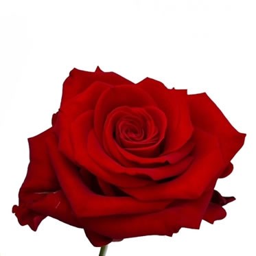 ROSE VELOURS
