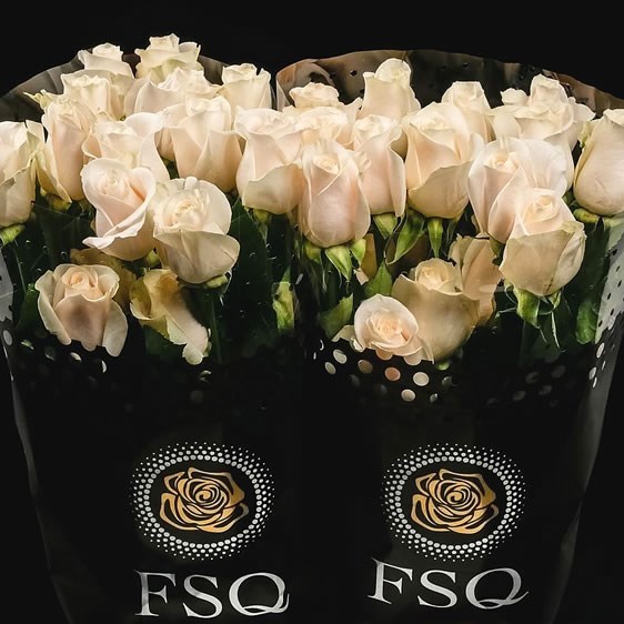 ROSE VENDELA (ECUADOR LARGE HEADS)