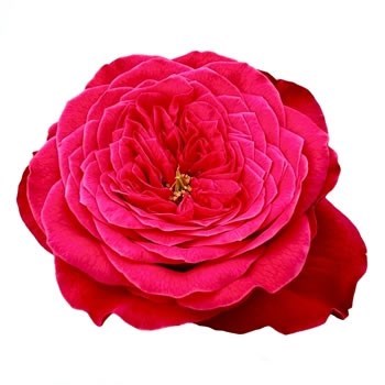 ROSE VILLA FARIOLA