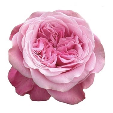 ROSE VILLA MUZE
