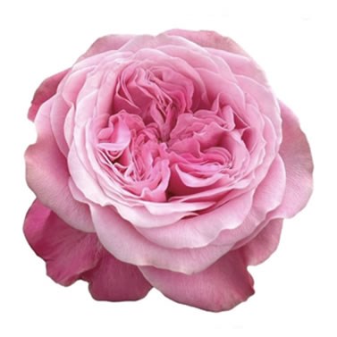 ROSE VILLA MUZE