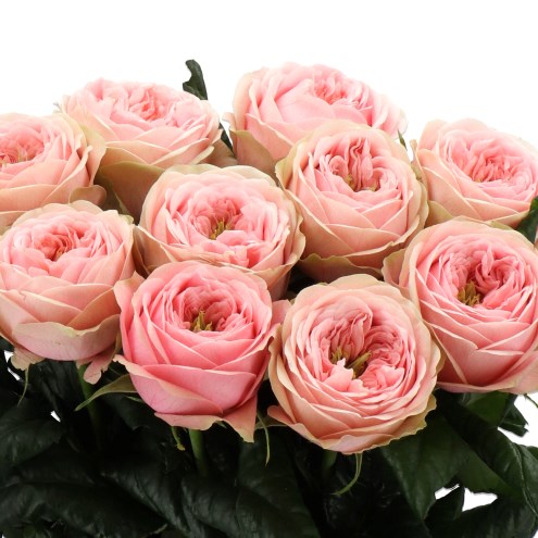 ROSE VILLA ROMANZA