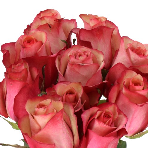 ROSE VINTAGE