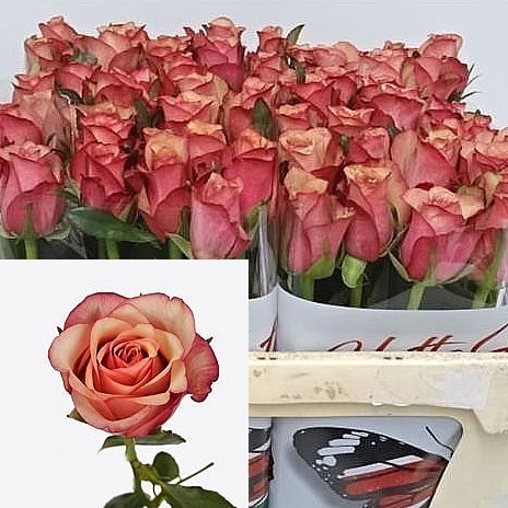 ROSE VINTAGE 60cm Wholesale Dutch Flowers Florist Supplies UK