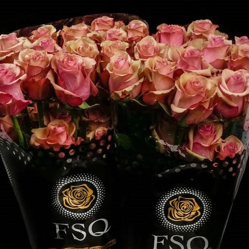 ROSE VINTAGE (ECUADOR LARGE HEADS)