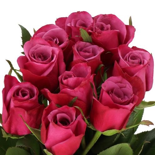ROSE VIOLET HILL