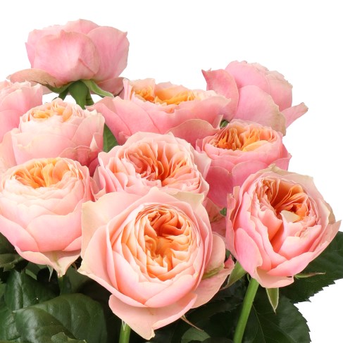 ROSE VUVUZELA (SMALL HEADS)