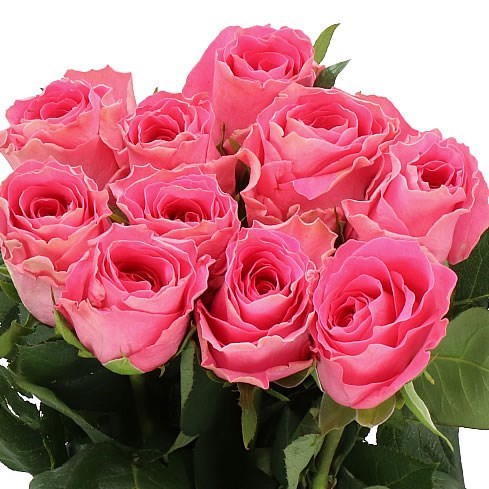 ROSE WATERGAME