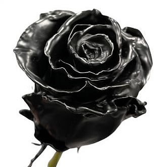 ROSE WAXED BLACK