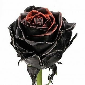 ROSE WAXED HALLOWEEN