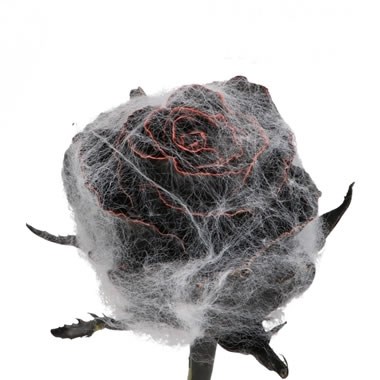 ROSE WAXED HALLOWEEN COBWEBS